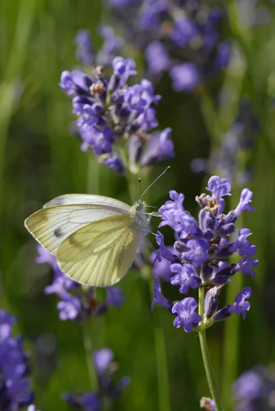 Large White Lavender Blossom Pieris Brassicae — Stock Photo, Image