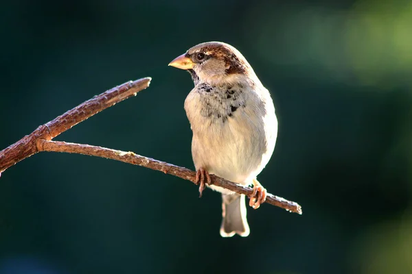 Spatz Passeridae Auf Einem Ast — Stockfoto