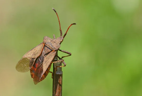 Bug Couro Ramo — Fotografia de Stock