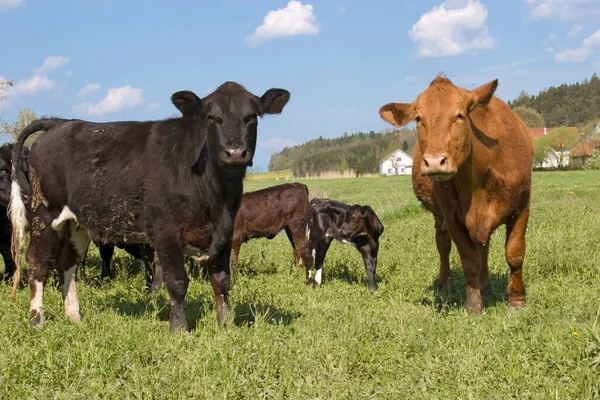 Vacas Pasto —  Fotos de Stock
