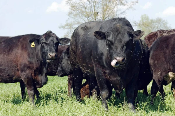 牧场上的牛和牛 — 图库照片