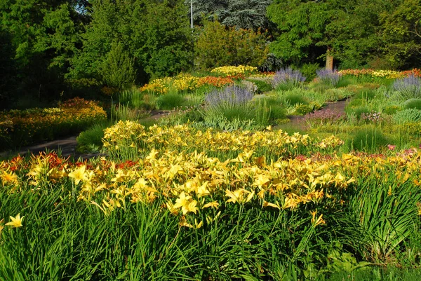 Évelő Virágágyások Napililiommal Hemerocallis Hoehenpark Killesberg Stuttgart Baden Wuerttemberg Németország — Stock Fotó