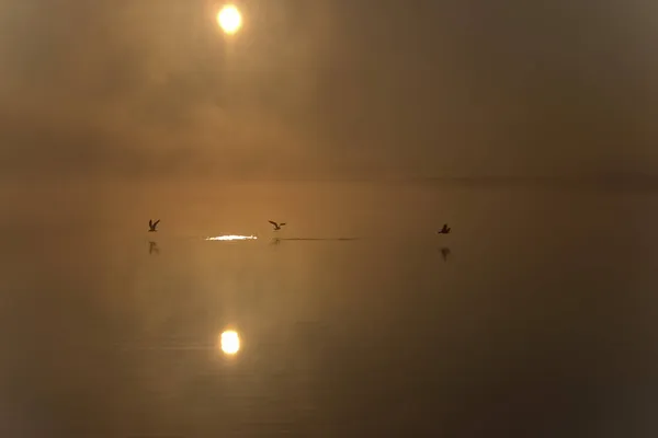 Three Flying Seagulls Laridae Sunrise Upper Swabia Baden Wuerttemberg Germany — Stock Photo, Image