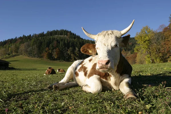 テゲルンゼー30歳 2005年10月 バイエルン州テゲルンゼー近郊の牧草地に牛 — ストック写真