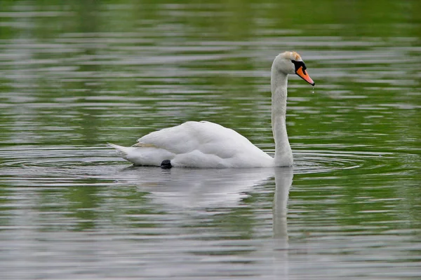 Mute Swan Cygnus Olor Jeziorze — Zdjęcie stockowe