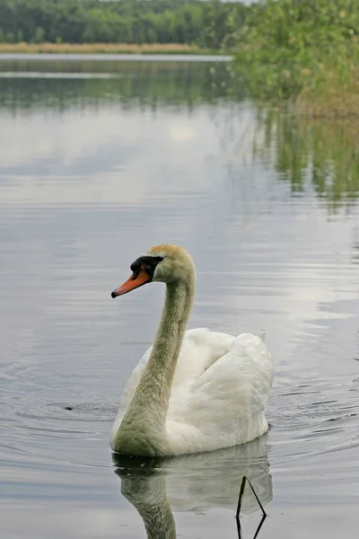 Mute Swan Cygnus Olor Jeziorze — Zdjęcie stockowe