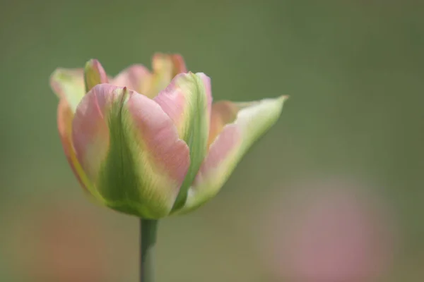 Сладкий Мягкий Тюльпан — стоковое фото