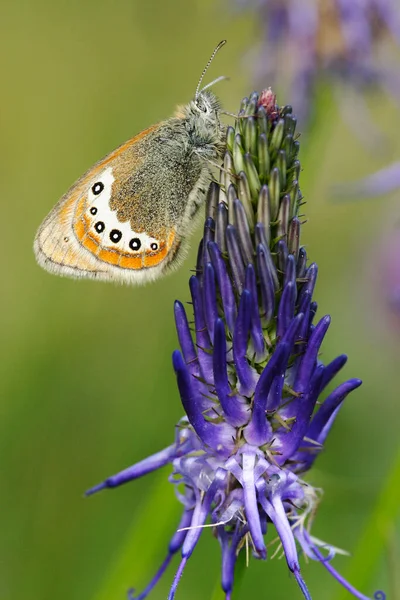 Blue Butterfly Albulina Orbitulus Rampion Phyteuma Nigrum — Stock Photo, Image