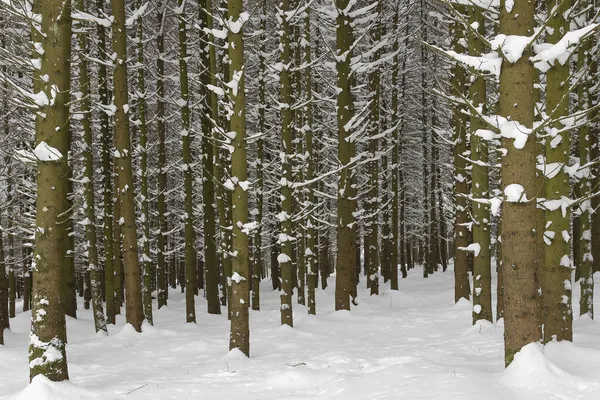 Bosque Abeto Profundamente Nevado —  Fotos de Stock