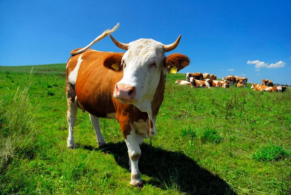 Vaca Nas Pastagens Alta Baviera Baviera Alemanha — Fotografia de Stock