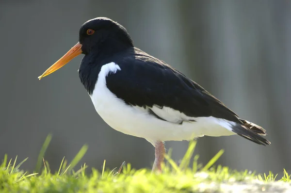 Eurasian Oystercatcher Haematopus Ostralegus — Stock Photo, Image