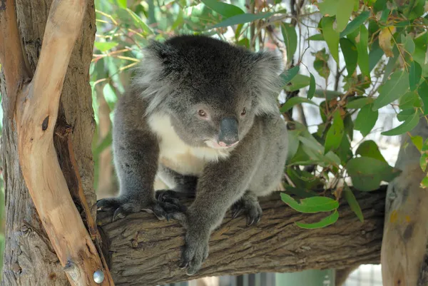 Cleland Wildlife Park Koala Adelaide Hills Dél Ausztrália Ausztrália — Stock Fotó