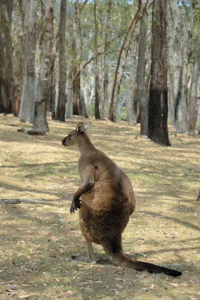 Kangoeroe Het Cleland Wildlife Park Adelaide Hills Zuid Australië Australië — Stockfoto