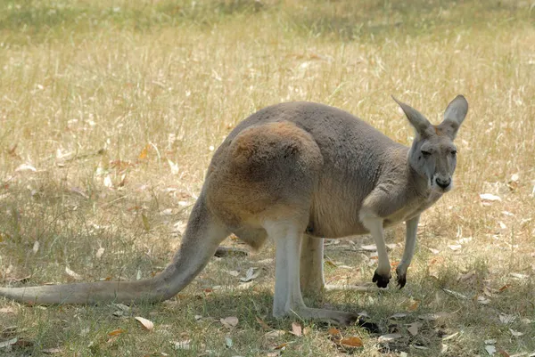 Кенгуру Cleland Wildlife Park Аделаїда Хіллз Південна Австралія Австралія — стокове фото