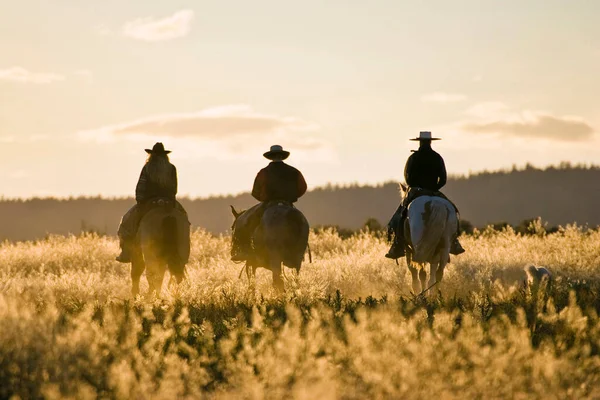 Cowboys Horseriding Sunset Oregon Eua — Fotografia de Stock