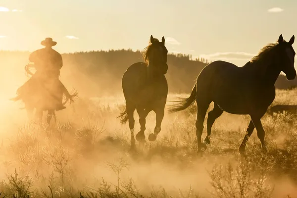 Vaquero Con Caballos Oregon — Foto de Stock