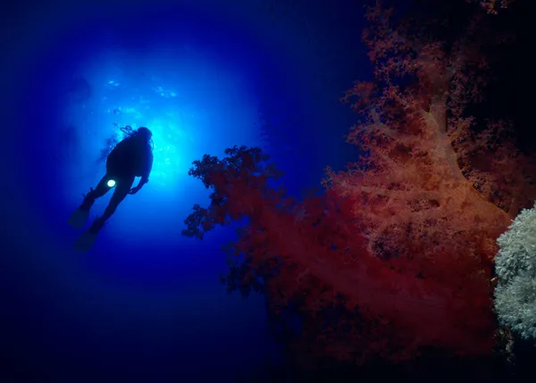 Soft Corals Diver Light — Stock Photo, Image