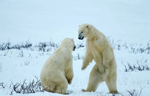 Orsi Polari Ursus Maritimus Giocoso Combattimento Hudson Bay Canada Nord — Foto Stock
