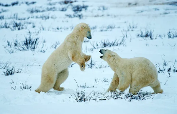 Белые Медведи Ursus Maritimus Веселая Драка Гудзон Бей Канада Северная — стоковое фото