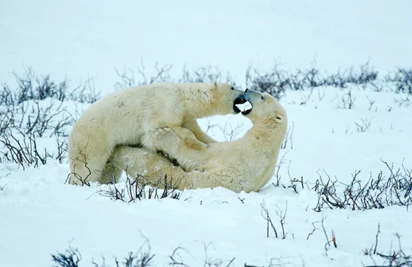 Orsi Polari Ursus Maritimus Giocoso Combattimento Hudson Bay Canada Nord — Foto Stock