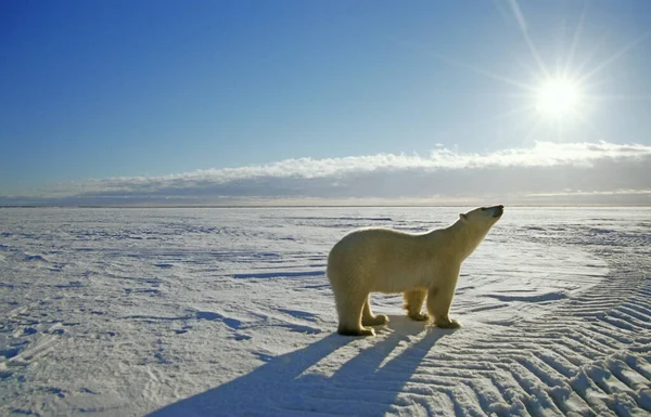 Niedźwiedź Polarny Ursus Maritimus Hudson Bay Kanada Ameryka Północna — Zdjęcie stockowe