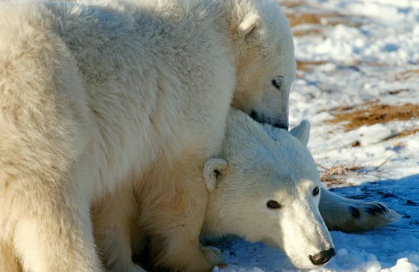 Isbjörnar Ursus Maritimus Familj Hudson Bay Kanada Nordamerika — Stockfoto