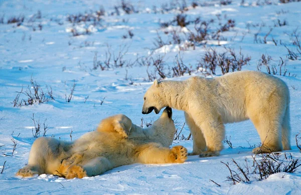 Eisbären Ursus Maritimus Spielerischer Kampf Hudson Bay Kanada Nordamerika — Stockfoto