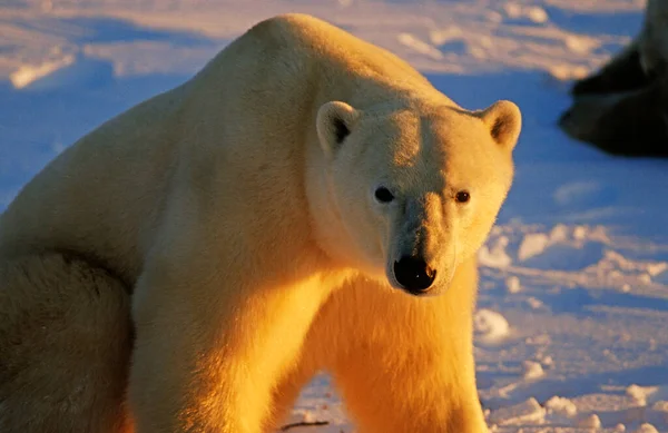 Isbjörn Ursus Maritimus Kväll Hudson Bay Kanada Nordamerika — Stockfoto