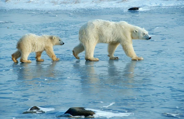 Isbjörnar Ursus Maritimus Mor Och Unga Djur Hudson Bay Kanada — Stockfoto