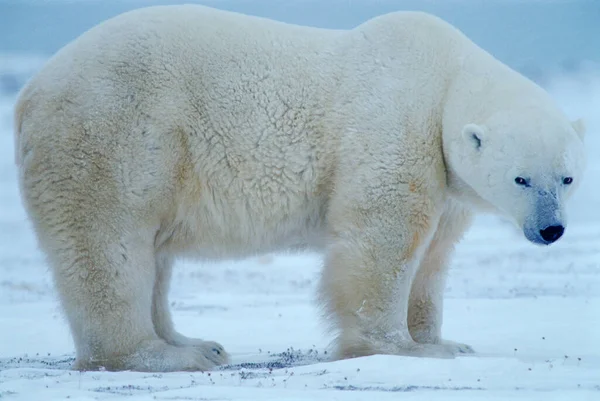 Isbjörn Ursus Maritimus Hudson Bay Kanada Nordamerika — Stockfoto