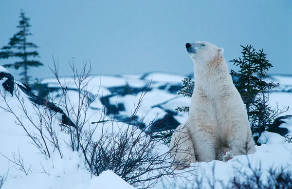 Orso Polare Ursus Maritimus Baia Hudson Canada Nord America — Foto Stock