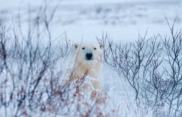 Белый Медведь Ursus Maritimus Гудзон Бей Канада Северная Америка — стоковое фото