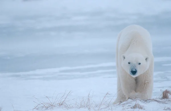 Белый Медведь Ursus Maritimus Гудзон Бей Канада Северная Америка — стоковое фото