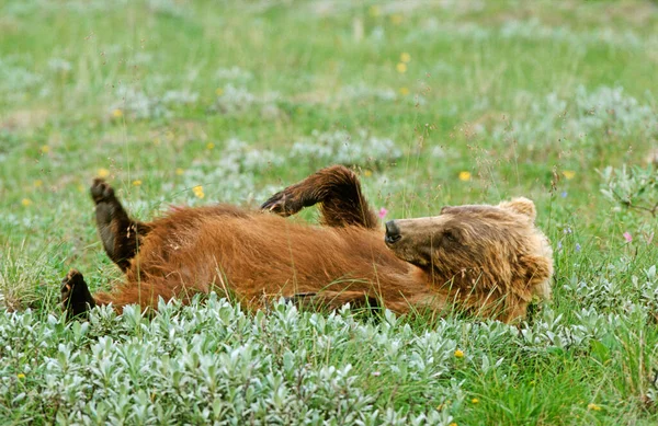 Niedźwiedź Brunatny Ursus Arctos Leżący Denali National Park Preserve Alaska — Zdjęcie stockowe