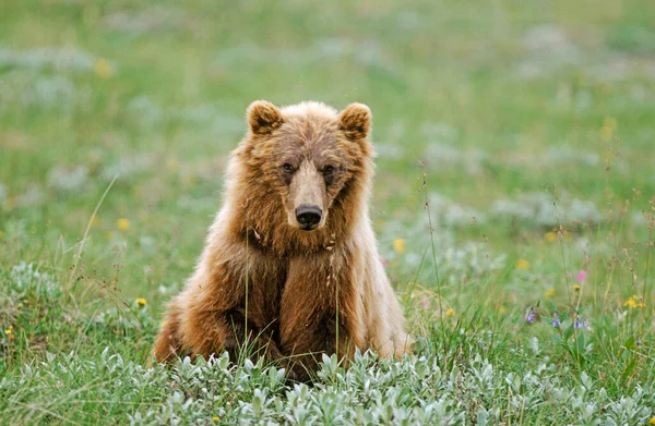 Braunbär Ursus Arctos Denali National Park Preserve Alaska Usa Nordamerika — Stockfoto
