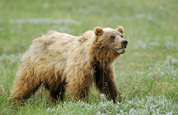Medvěd Hnědý Ursus Arctos Národní Park Rezervace Denali Aljaška Usa — Stock fotografie