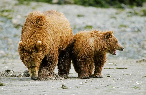 茶色いクマ ウルス アルクト 子犬の採餌で女性 Katmai Alaska — ストック写真