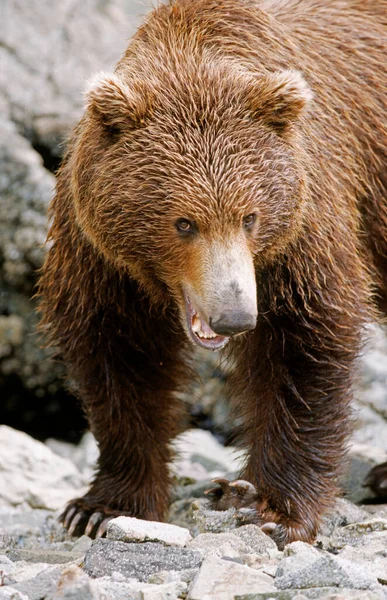 Kahverengi Ayı Ursus Arctos Deniz Tarağı Yiyor Katmai Alaska — Stok fotoğraf