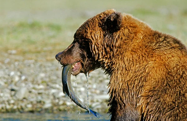 Niedźwiedź Brunatny Ursus Arctos Jedzący Łososia Katmai Alaska — Zdjęcie stockowe