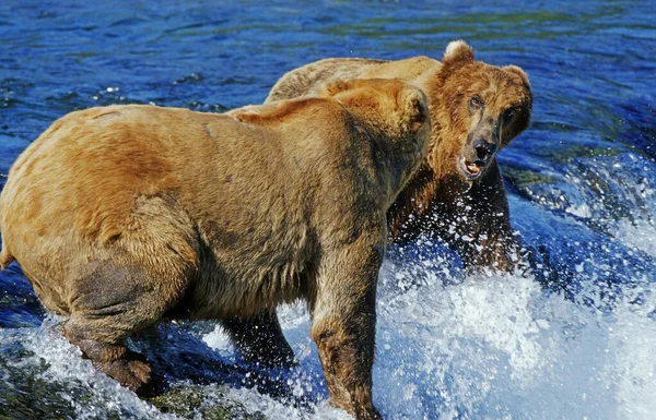 Бурые Медведи Ursus Arctos Борющиеся Хорошее Место Ловли Лосося Катмай — стоковое фото