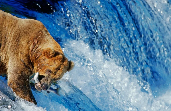 Braunbär Ursus Arctos Beim Lachsfang Der Einen Wasserfall Hinauf Springt — Stockfoto