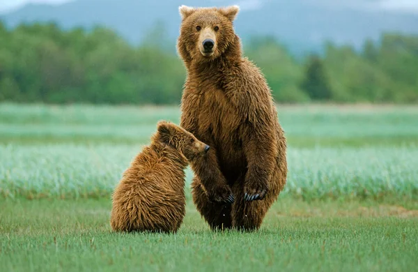 Niedźwiedź Brunatny Ursus Arctos Samica Szczeniakiem Stojącym Tylnych Nogach Obserwująca — Zdjęcie stockowe