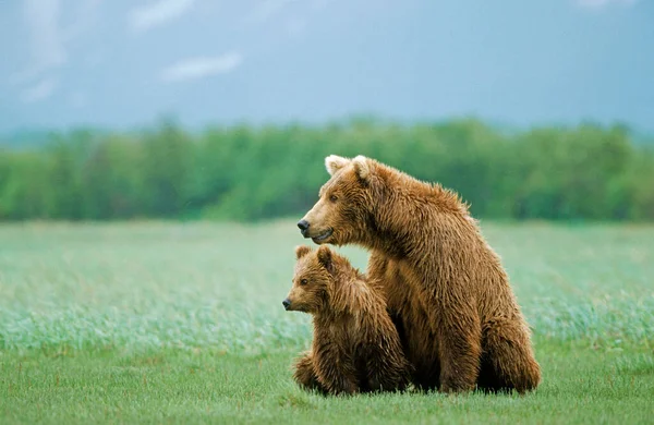 Urso Pardo Ursus Arctos Fêmea Filhote Cachorro Katmai Alaska — Fotografia de Stock