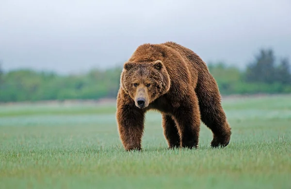 Oso Pardo Ursus Arctos Acercándose Fotógrafo Katmai Alaska — Foto de Stock