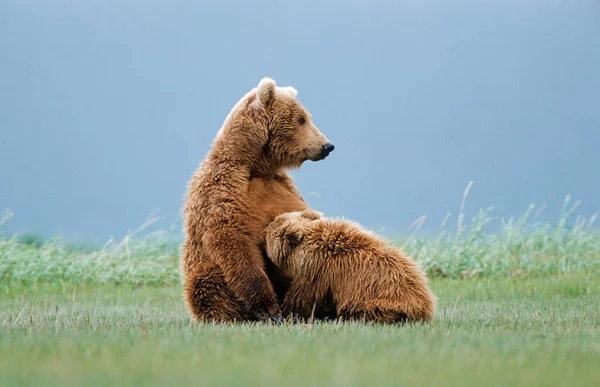 阿拉斯加Katmai 的棕熊 Ursus Arctos 雌性哺乳幼崽 — 图库照片