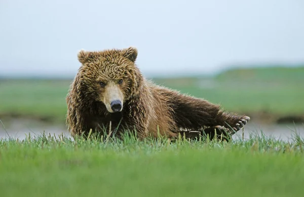 Kahverengi Ayı Ursus Arctos Uyanıyor Katmai Alaska — Stok fotoğraf