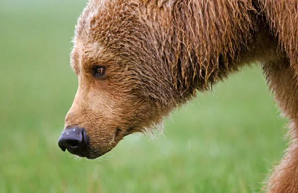 Perfil Urso Pardo Ursus Arctos Katmai Alaska — Fotografia de Stock