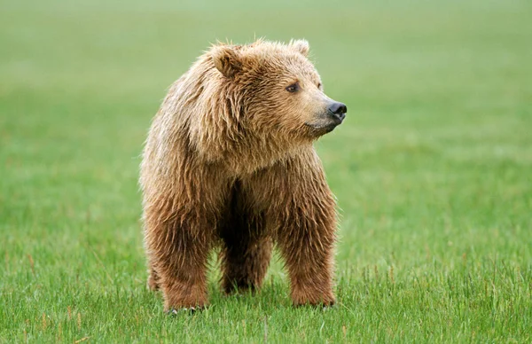 Молодий Коричневий Ведмідь Ursus Arctos Портрет Katmai Alaska — стокове фото