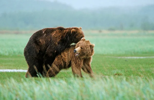 Abbinamento Orsi Bruni Ursus Arctos Katmai Alaska — Foto Stock