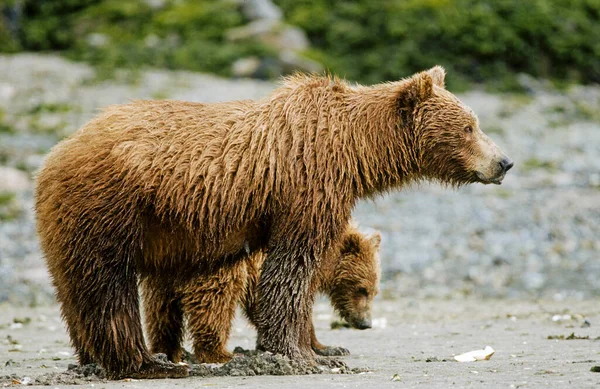 Urso Pardo Ursus Arctos Fêmea Com Filhote Cachorro Forrageando Katmai — Fotografia de Stock